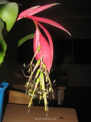 Наши цветы 2 - IMG_2083.JPG