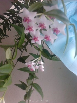 Наши цветы 2 - IMG548.jpg