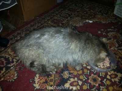 Кто там любит кошек? - 2014-02-12 17.25.17.jpg