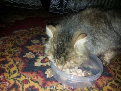 Кто там любит кошек? - 2014-02-12 17.25.37.jpg