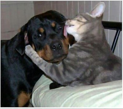 Кто там любит кошек? - 2.jpeg