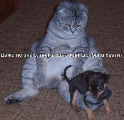 Кто там любит кошек? - 3.jpeg