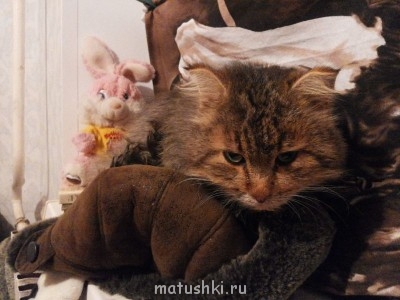 Кто там любит кошек? - 2014-02-14 21.09.07.jpg