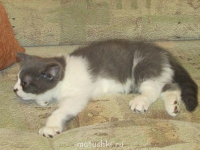 Кто там любит кошек? - -dKykkcs9uU.jpg