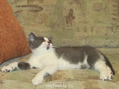 Кто там любит кошек? - wzSYAI4lE20.jpg