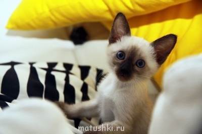 Кто там любит кошек? - 0_831e6_8dc6ed4b_L.jpg