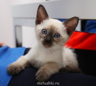 Кто там любит кошек? - 0_831e2_8f413306_L.jpg