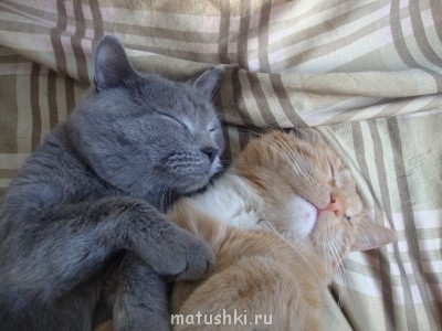 Кто там любит кошек? - DSC02113.JPG