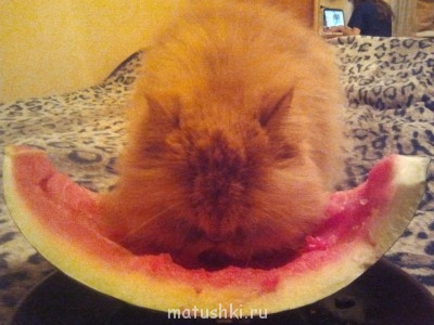 Кто там любит кошек? - 2013-09-18 23.40.30.jpg