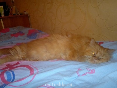 Кто там любит кошек? - 08012012610.jpg