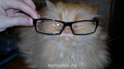 Кто там любит кошек? - 13042011101.jpg