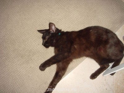 Кто там любит кошек? - DSC04951.JPG