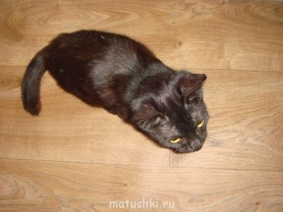 Кто там любит кошек? - DSC04956.JPG