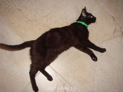 Кто там любит кошек? - DSC04997.JPG