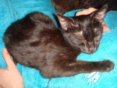 Кто там любит кошек? - DSC04910.JPG