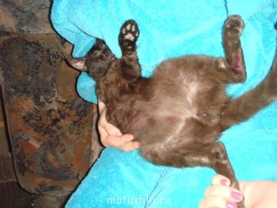 Кто там любит кошек? - DSC04915.JPG