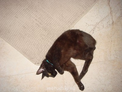 Кто там любит кошек? - DSC04945.JPG