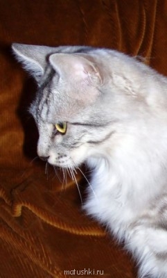 Любимая кошатинка  - 16октября2005 Амур.jpg