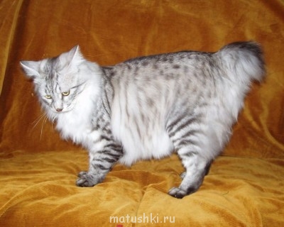 Любимая кошатинка  - амур.jpg