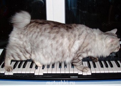 Любимая кошатинка  - КОШАЧИ~1.JPG