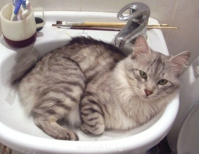 Любимая кошатинка  - Изображение 141.jpg