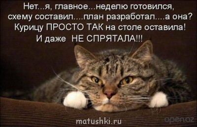 Любимая кошатинка  - 1372942369_1315519633_35.jpg