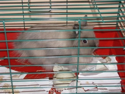 Кролики - IMG_2172-1.jpg