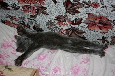 Любимая кошатинка  - getImageкот.jpg