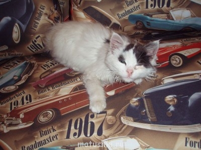 Любимая кошатинка  - P1047144.JPG