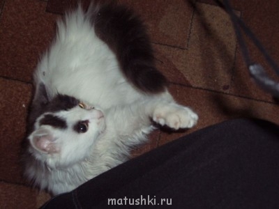 Любимая кошатинка  - P1057158.JPG