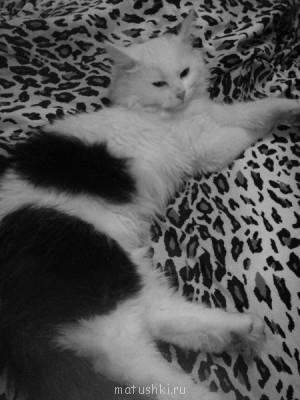 Любимая кошатинка  - IMG_20140115_215421.jpg