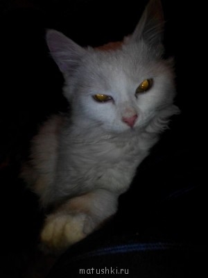 Любимая кошатинка  - IMG_20140115_214129.jpg