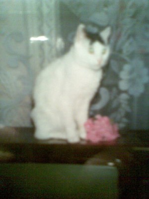 Любимая кошатинка  - Афоня.jpeg