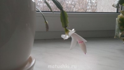 Наши цветы 2 - IMAG0383.jpg