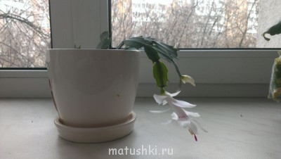 Наши цветы 2 - IMAG0392.jpg