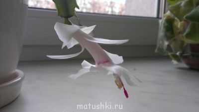 Наши цветы 2 - IMAG0393.jpg