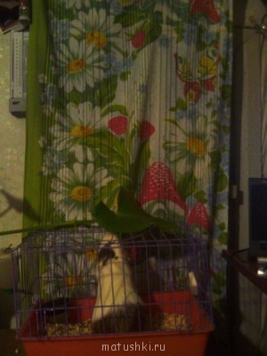 вот они,  и мой четвертый малыш - морская свинка Шуня