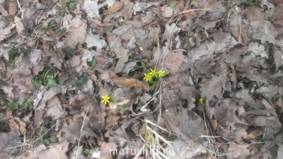 Наша дача - IMAG0399.jpg