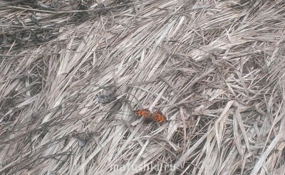 Наша дача - IMAG0403_1.jpg