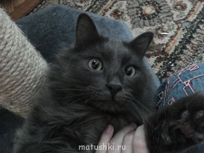 Шелковый и мягкий Тихоня