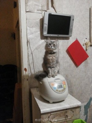 Грэйс - Повелительница мультиварок))