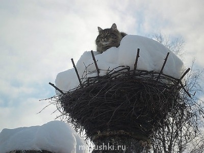 Любимая кошатинка  - getImage1.jpg