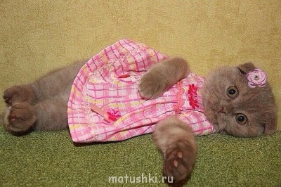 Любимая кошатинка  - getImage.jpg