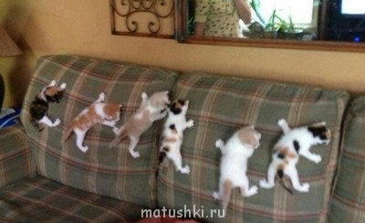 Любимая кошатинка  - cfAFPsI-KII.jpg