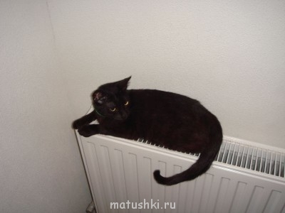 просто Тосик