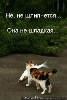 Любимая кошатинка  - 7Y6cjnEGZ4A.jpg