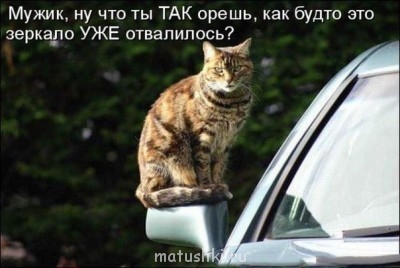 Любимая кошатинка  - TkC3zqbD5Ws.jpg