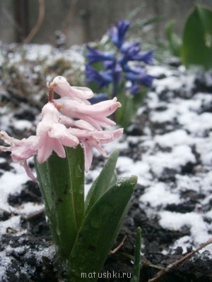 Наши цветы 2 - P4041479.JPG