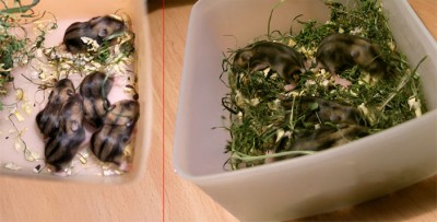 Грызуны - фото дети-хомки.jpg