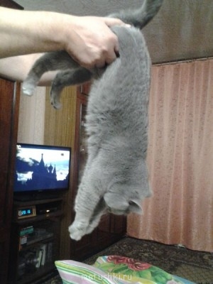 Любимая кошатинка  - C360_2013-11-15-23-13-53-739.jpg